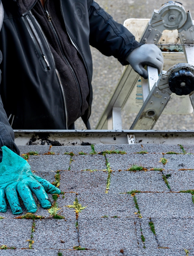 roofer inspecting roof with moss